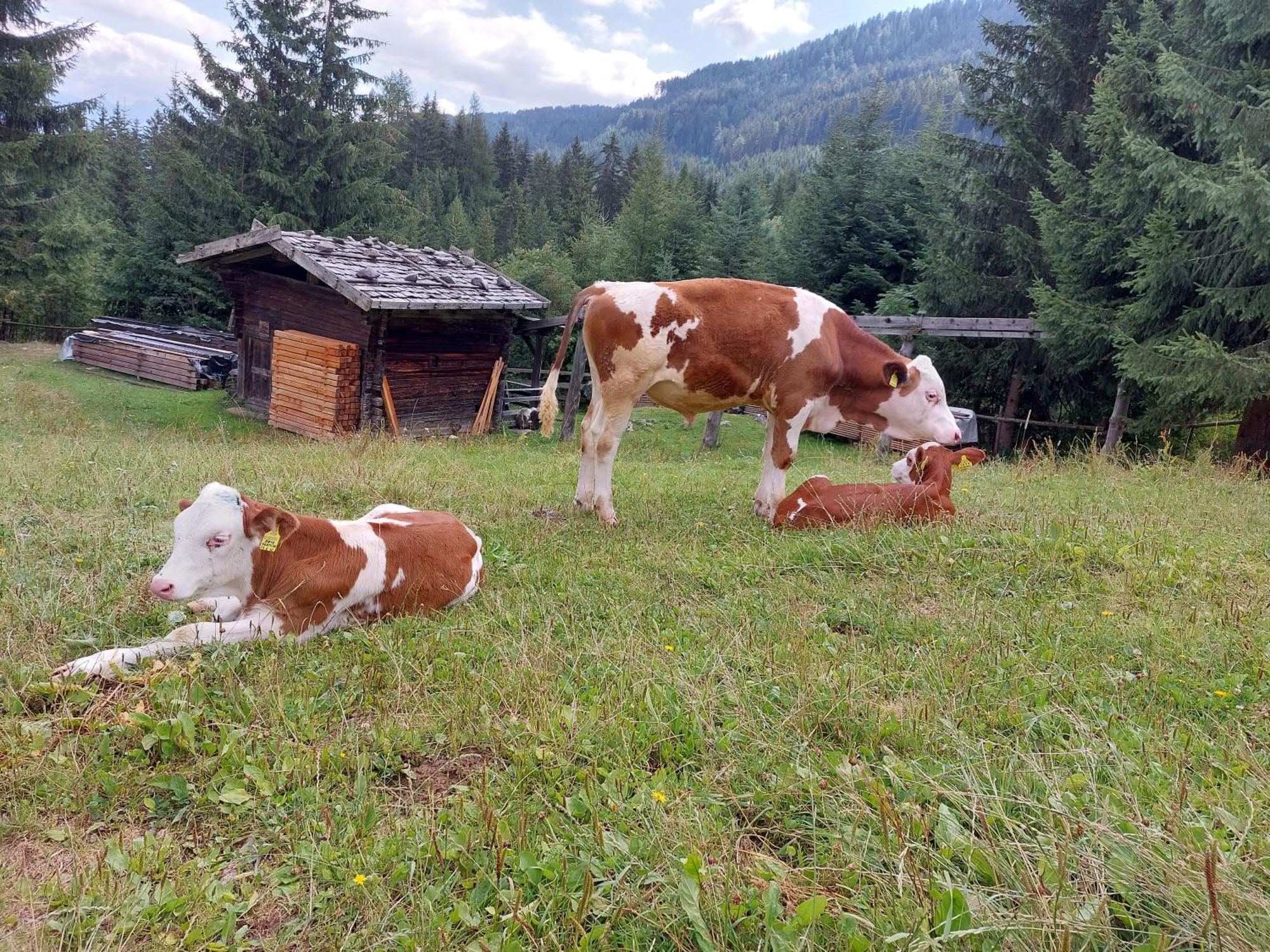 Blosegghof Bergchalets Waldblick Рачинес Екстер'єр фото
